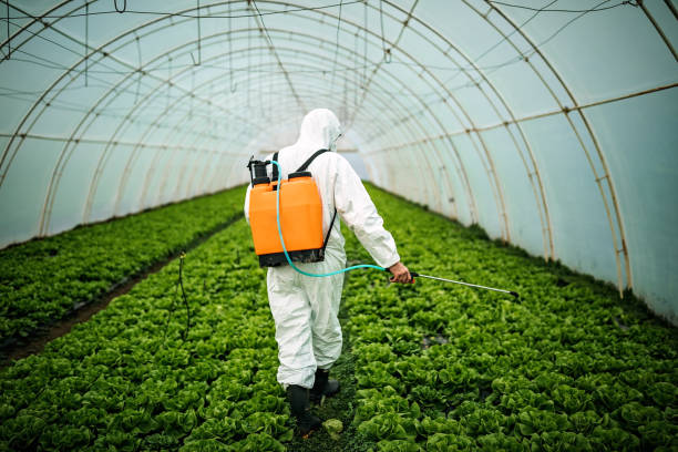 Best Local Pest Control Services  in Plummer, ID