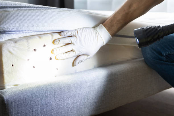 Best Pest Removal Services  in Plummer, ID