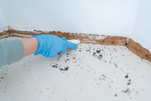 Best Pest Inspection Near Me  in Plummer, ID